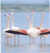 Rose Falamingos, Lake Salt Aksaray