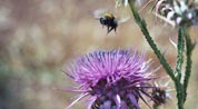 Bee landing on thistle, spring in Turkey