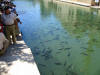 Balikligl, the pool of sacred fish, in Şanlıurfa, Turkey.