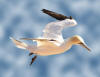 S�ms�k kuşu (Morus bassanus) 