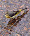 Dağ kuyruksallayanı (Motacilla cinerea)