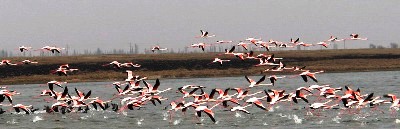 Lake Tuz, Flamingos in Aksaray