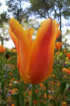 Tulipa Fosteriana